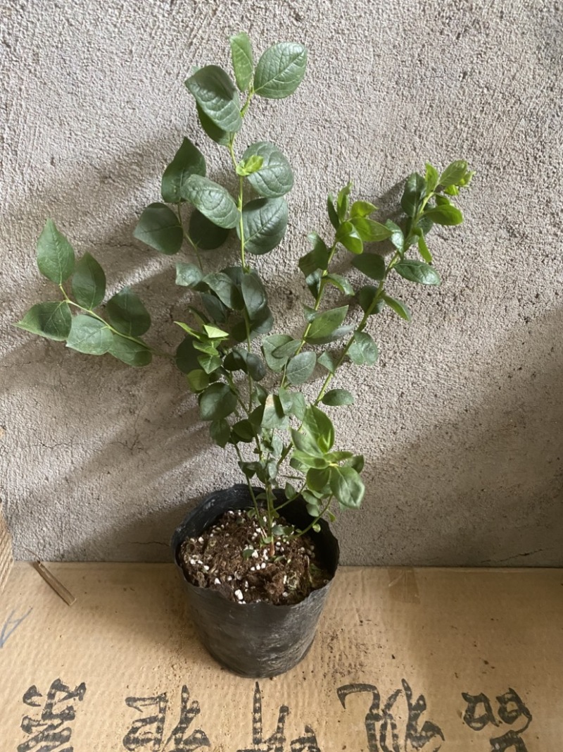 波雾蓝莓苗，寿命长，好管理，耐寒耐旱，产量高，好活