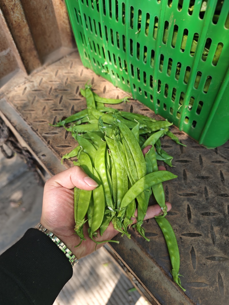 荷兰豆全年供货（量大）