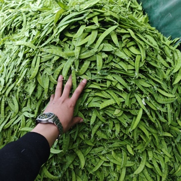 荷兰豆全年供货（量大）
