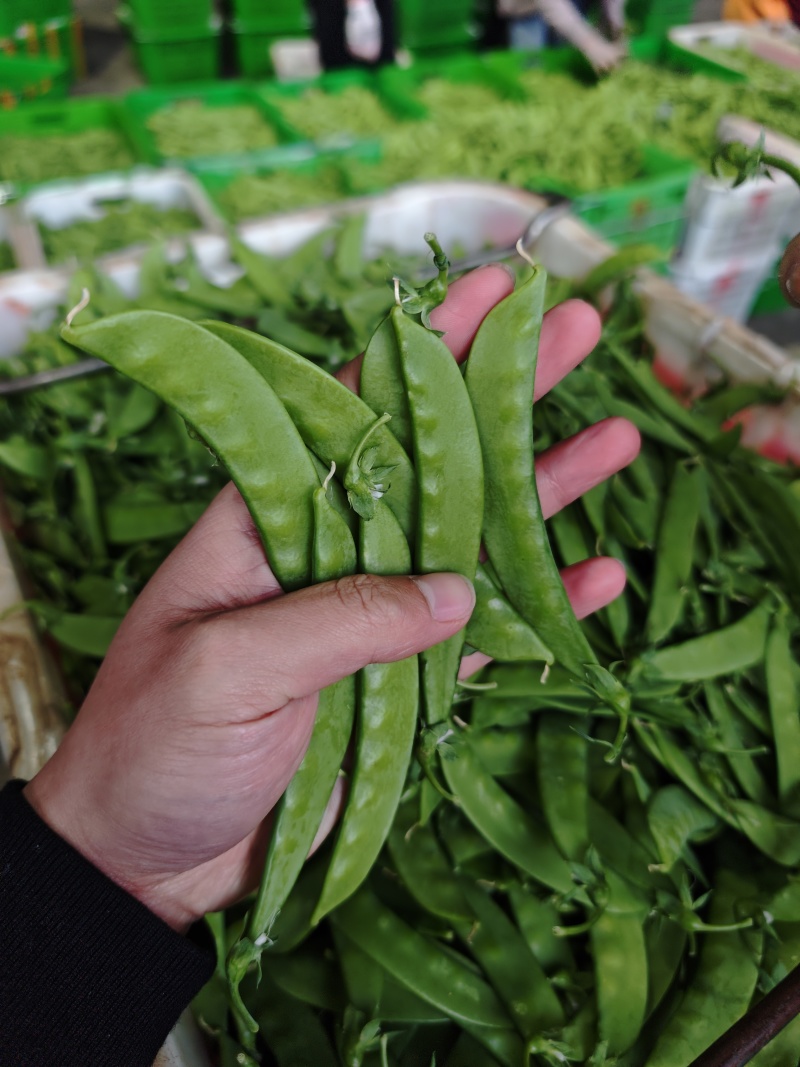 荷兰豆全年供货（量大）