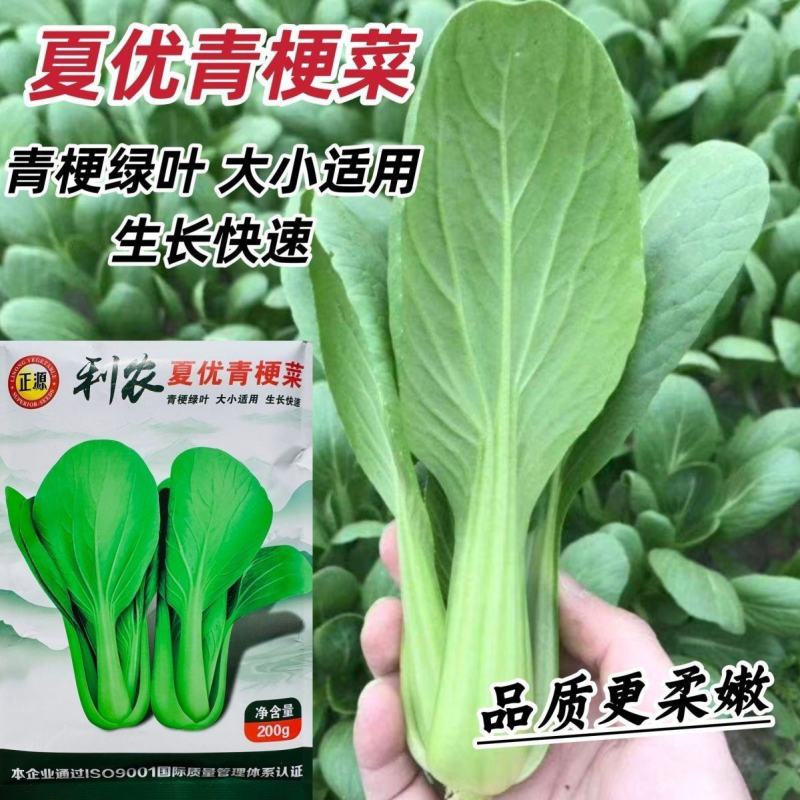 正源和利农夏优青梗菜种子青梗绿叶青菜种籽品质柔嫩