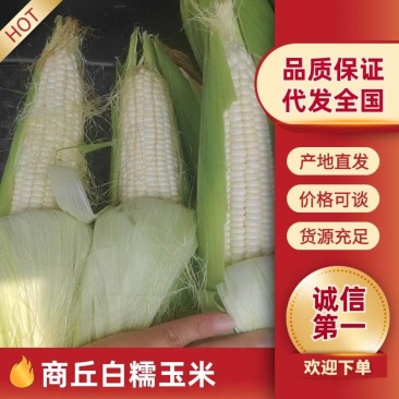 河南商丘永城精品白糯玉米,现采现发