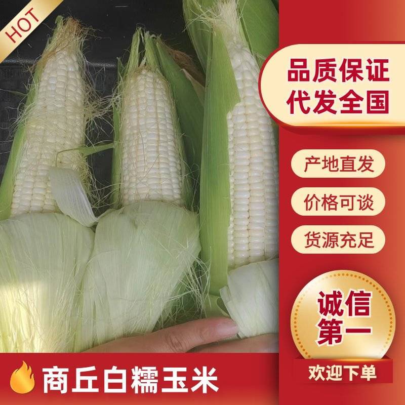 河南商丘永城精品白糯玉米，现采现发