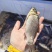 野捕鲫鱼1-2两
