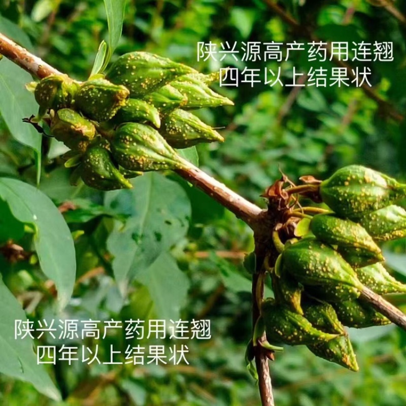 两年连翘苗品质保证服务周到产地直发