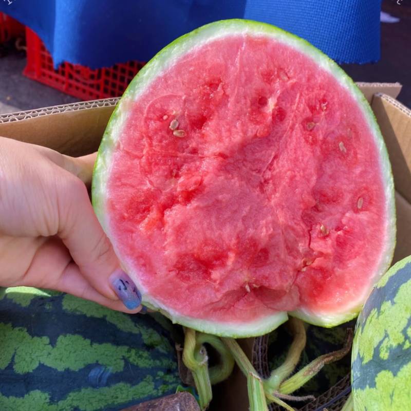 美都麒麟西瓜无籽西瓜有籽西瓜包熟包甜现摘现发
