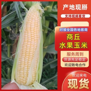 河南商丘永城精品水果玉米，产地一手货源，货量充足