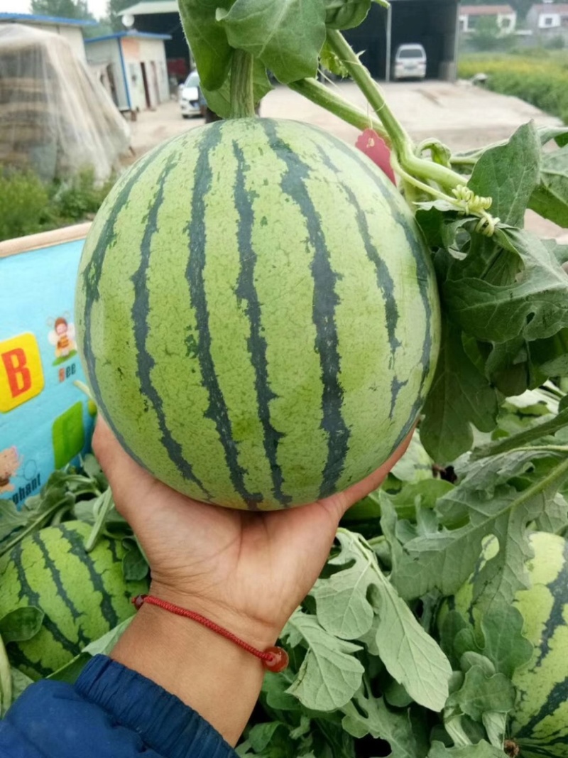 美都麒麟西瓜无籽西瓜有籽西瓜包熟包甜现摘现发