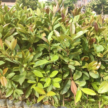 巴西樱桃苗大叶樱桃苗车厘子苗产地直供量大优惠