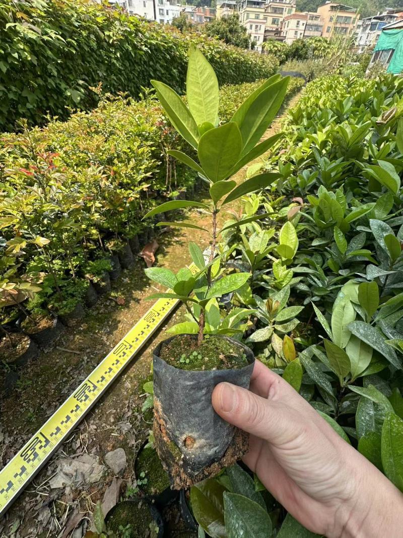 巴西樱桃苗大叶樱桃苗车厘子苗产地直供量大优惠