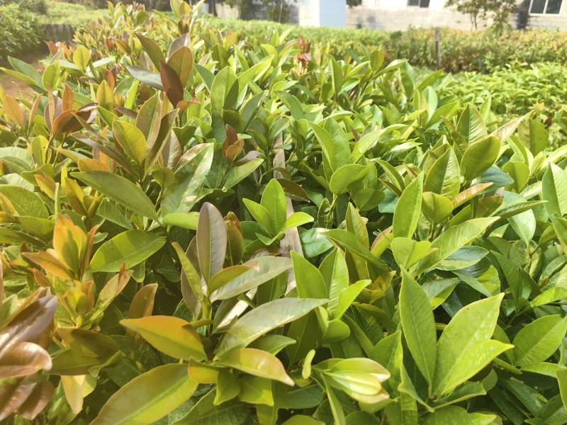 巴西樱桃苗大叶樱桃苗车厘子苗产地直供量大优惠