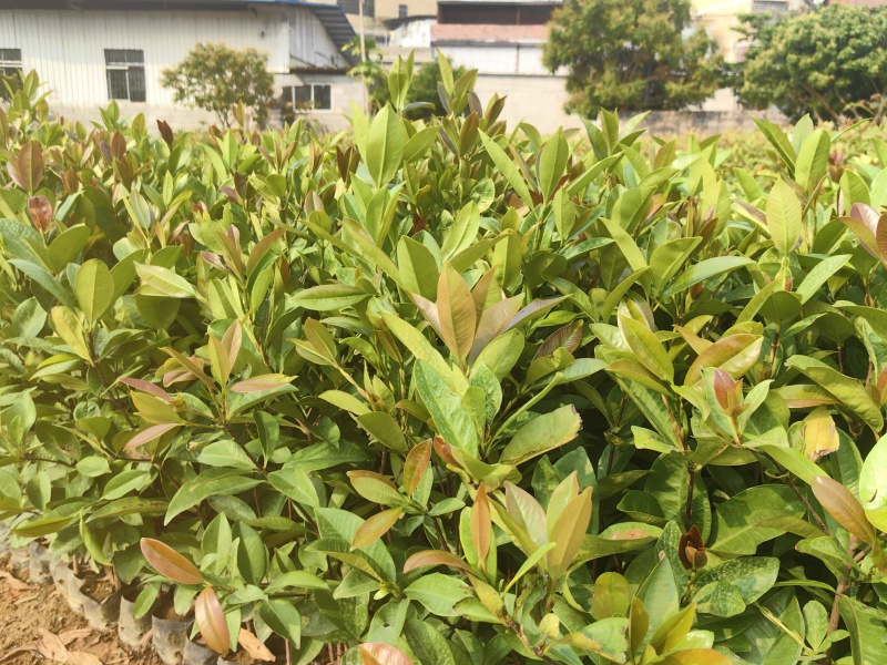 巴西樱桃苗大叶樱桃苗车厘子苗产地直供量大优惠