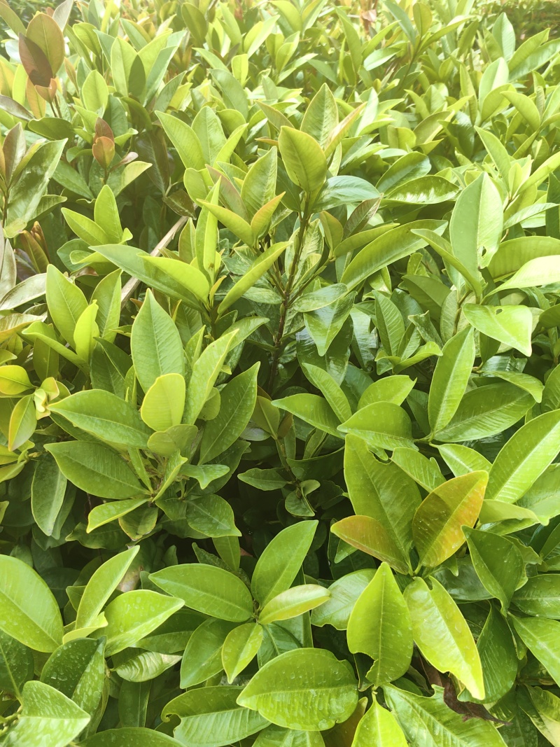 巴西樱桃苗大叶樱桃苗车厘子苗产地直供量大优惠