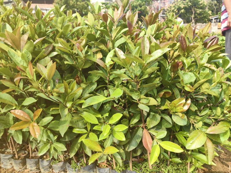 巴西樱桃苗大叶樱桃苗车厘子苗产地直供量大优惠