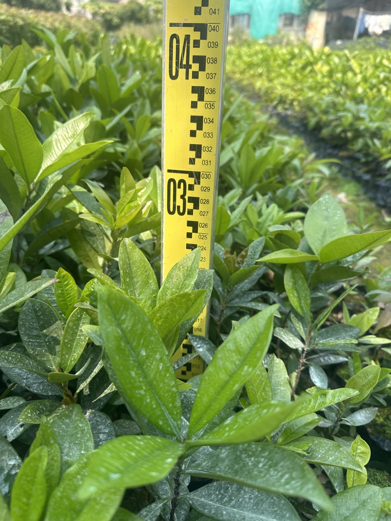 巴西樱桃苗大叶樱桃苗车厘子苗产地直供量大优惠