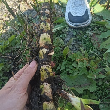 野生水菖蒲
