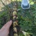 野生水菖蒲
