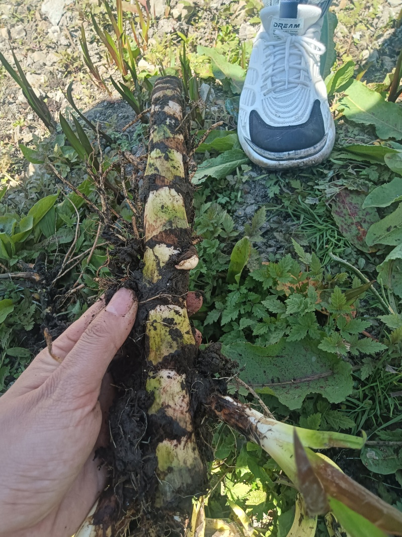 野生水菖蒲