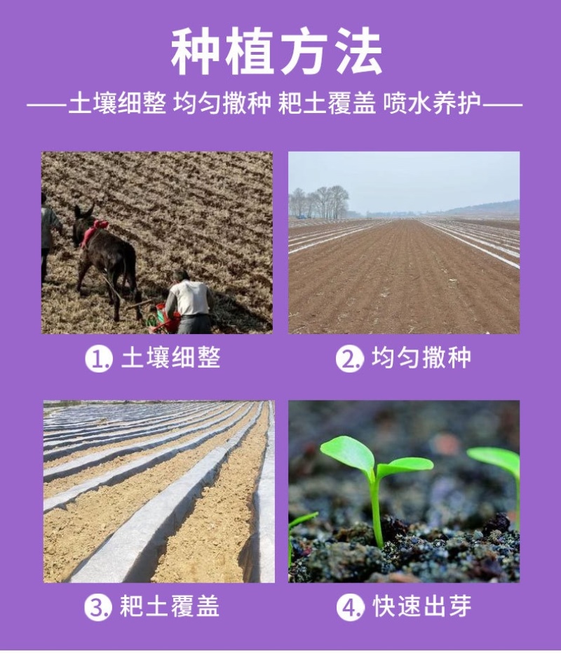永生菊种子花种露天花海种子易种花籽可做切花室外庭