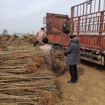 金叶榆繁育基地金叶榆产地直销