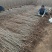 金叶榆繁育基地金叶榆产地直销