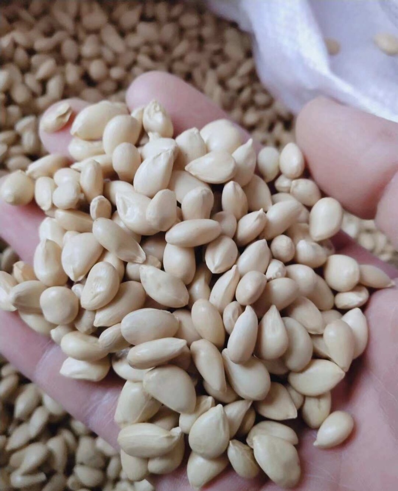 优质积种子枳橙种籽积壳嫁接果树砧木种子枳壳