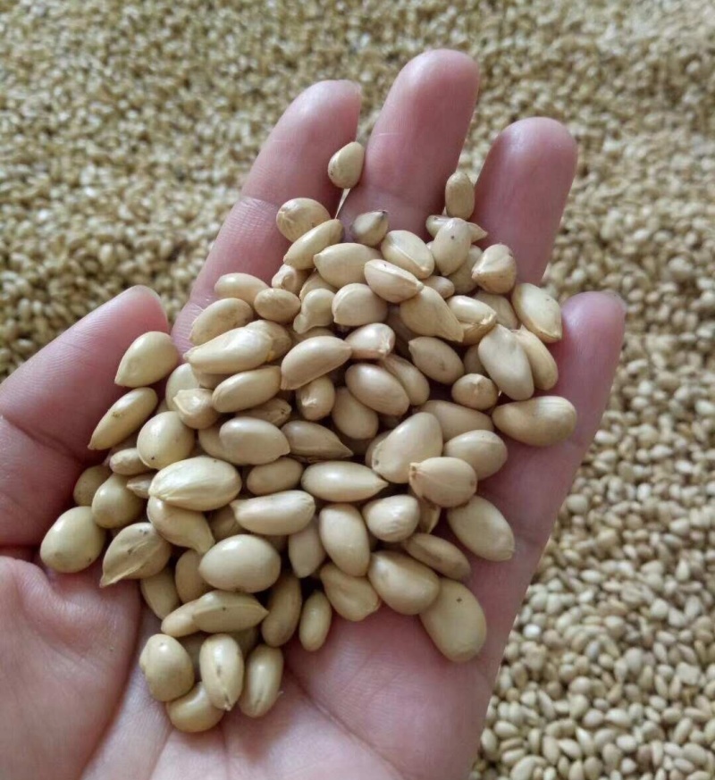 优质积种子枳橙种籽积壳嫁接果树砧木种子枳壳