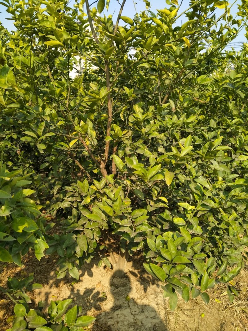 优质积种子枳橙种籽积壳嫁接果树砧木种子枳壳