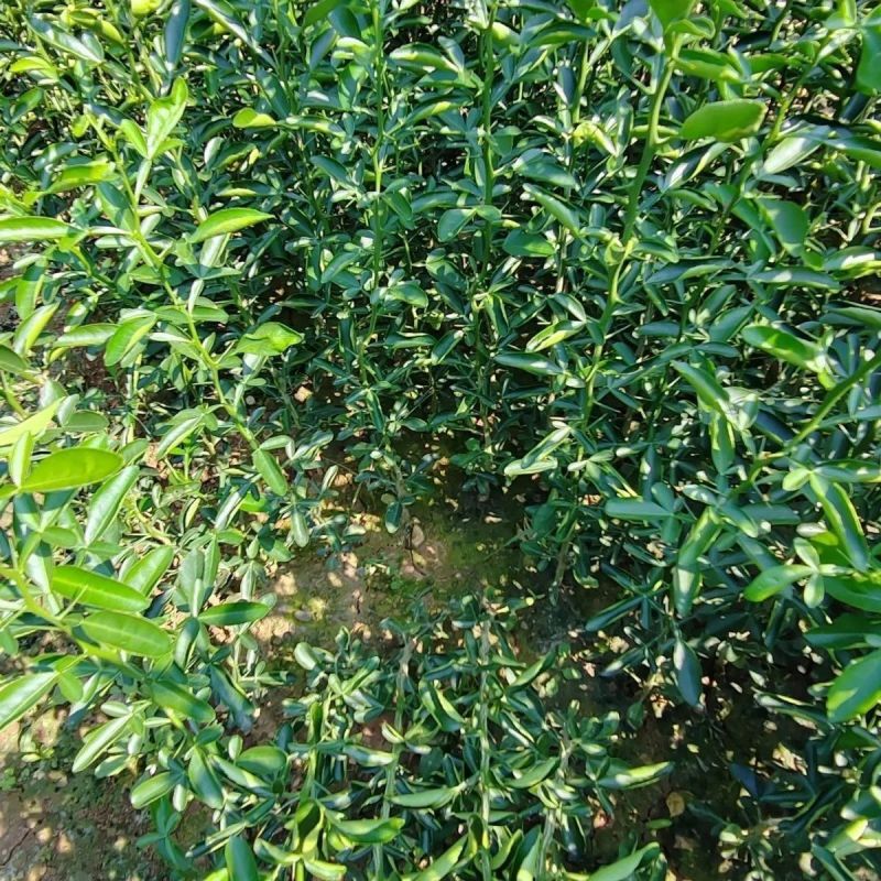优质积种子枳橙种籽积壳嫁接果树砧木种子枳壳