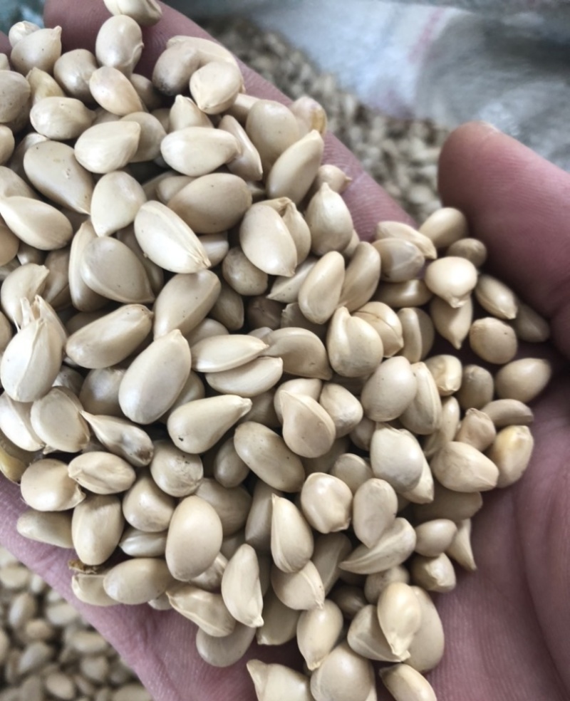 优质积种子枳橙种籽积壳嫁接果树砧木种子枳壳