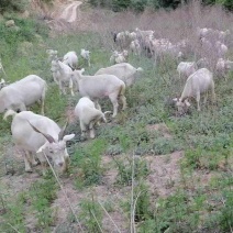 陕西延安绒山羊，纯跑山羊，价格可议，欢迎致电