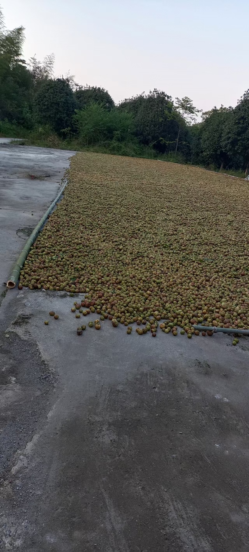 湖南土山茶油