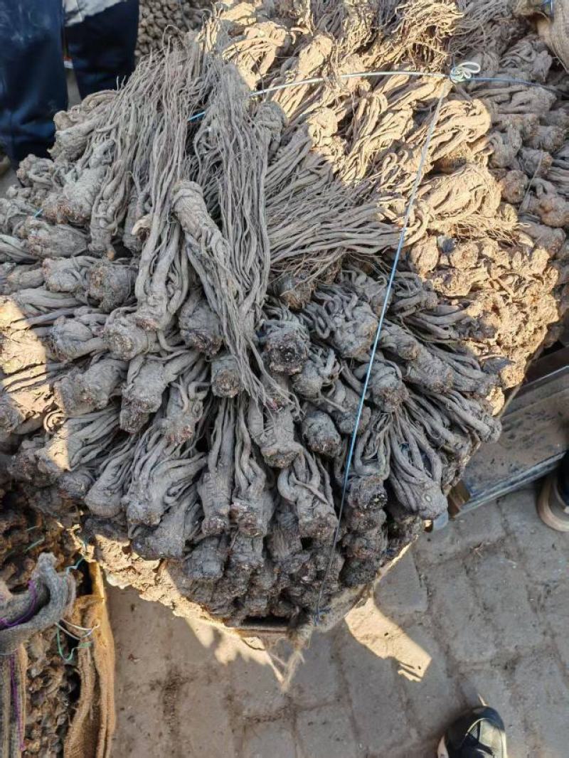 甘肃岷县当归片当归条，产地直发，品质保证，欢迎老板来电洽谈