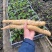 大量出售天花粉鲜货3年的根价格美丽，