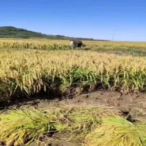 自家三干亩泉水籼稻谷种植户
