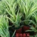 金边吊兰植物室内好养花卉盆栽吸除去甲醛桌面小绿植水养