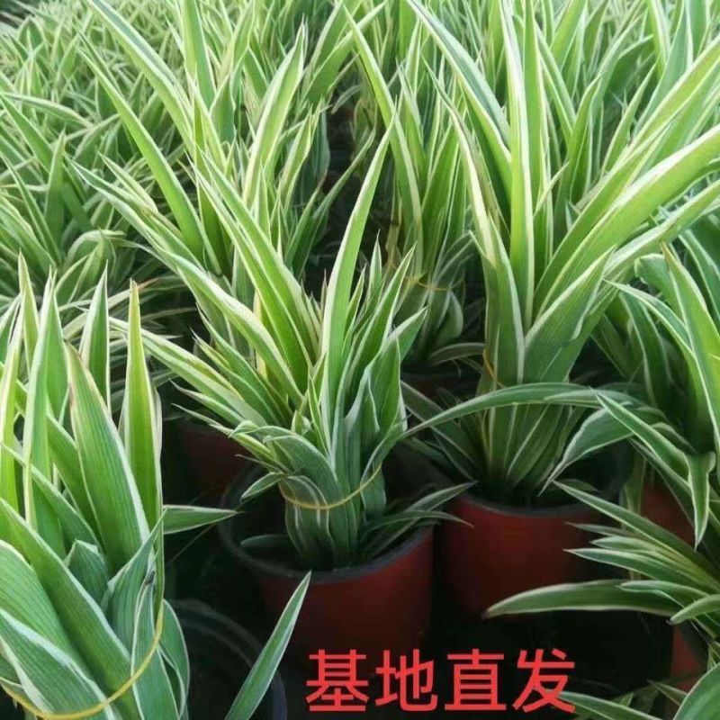 金边吊兰植物室内好养花卉盆栽吸除去甲醛桌面小绿植水养