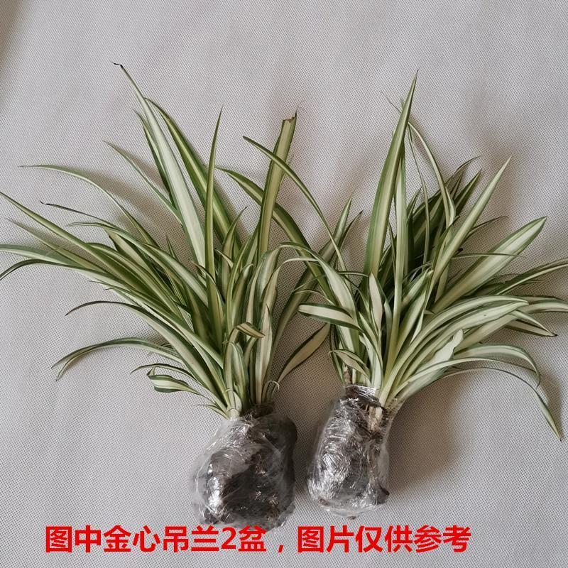 金边吊兰植物室内好养花卉盆栽吸除去甲醛桌面小绿植水养