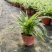 金边吊兰植物室内好养花卉盆栽吸除去甲醛桌面小绿植水养