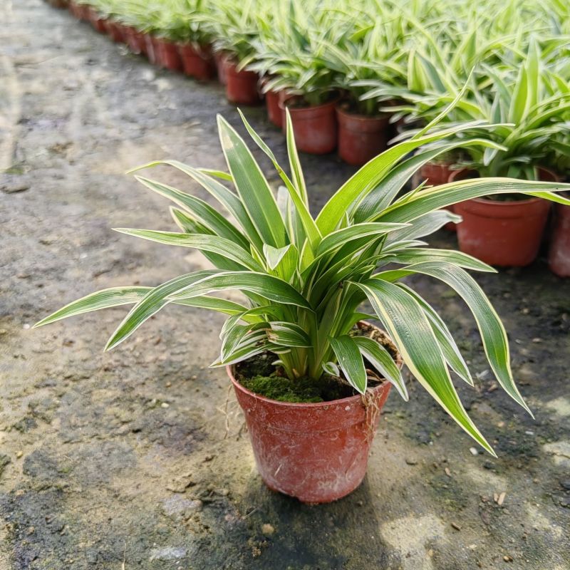 金边吊兰植物室内好养花卉盆栽吸除去甲醛桌面小绿植水养