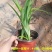 金边吊兰植物室内好养花卉盆栽吸除去甲醛桌面小绿植水养