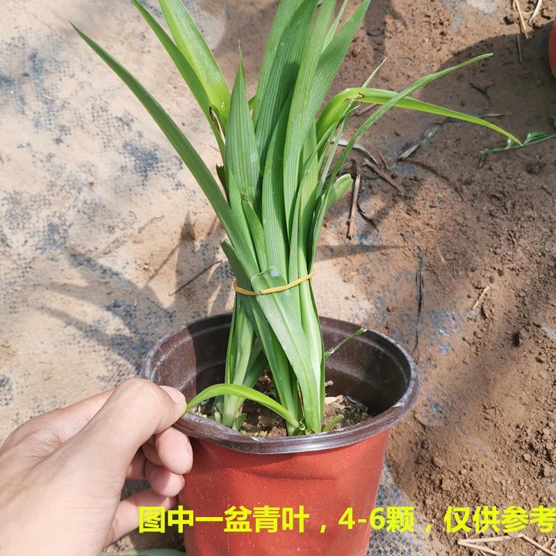 金边吊兰植物室内好养花卉盆栽吸除去甲醛桌面小绿植水养