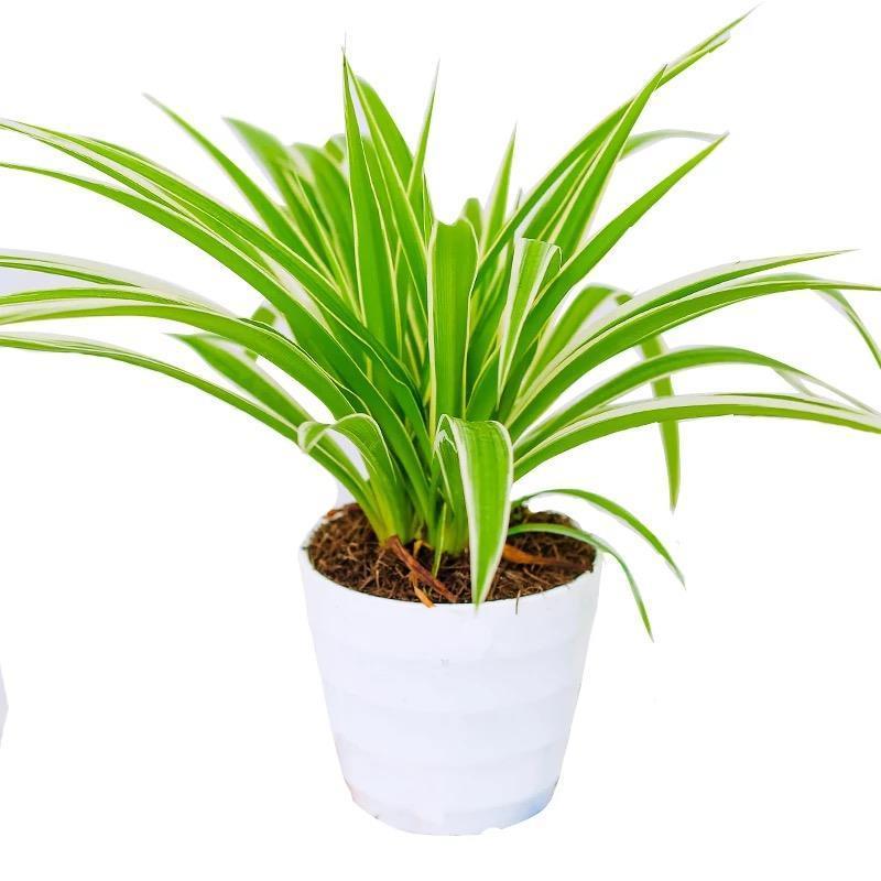 金边吊兰植物室内好养花卉盆栽吸除去甲醛桌面小绿植水养
