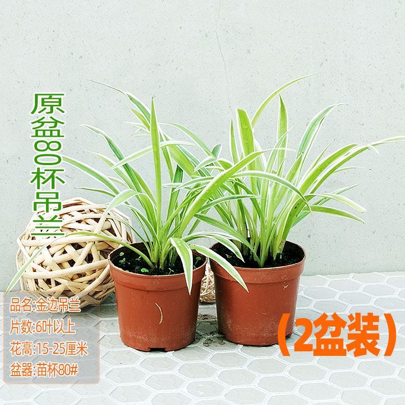 金边吊兰植物室内好养花卉盆栽吸除去甲醛桌面小绿植水养