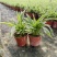 金边吊兰植物室内好养花卉盆栽吸除去甲醛桌面小绿植水养