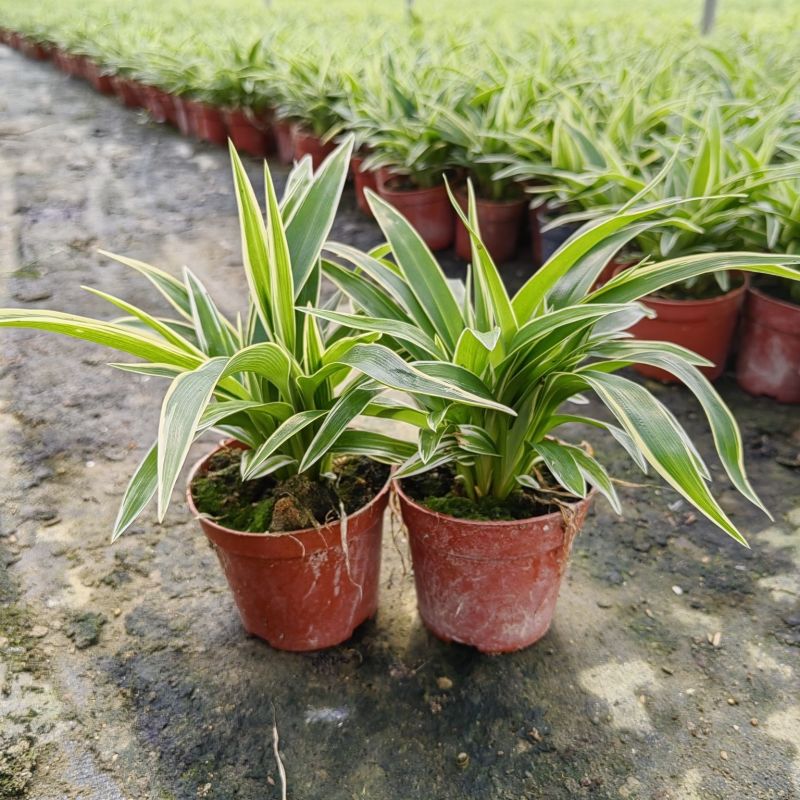 金边吊兰植物室内好养花卉盆栽吸除去甲醛桌面小绿植水养