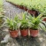 金边吊兰植物室内好养花卉盆栽吸除去甲醛桌面小绿植水养
