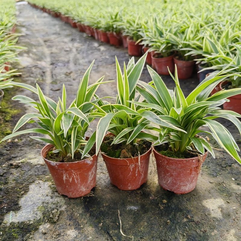 金边吊兰植物室内好养花卉盆栽吸除去甲醛桌面小绿植水养