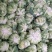 25年汉中白花菜花加工厂花白紧凑，一手货源全国发货