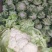 25年汉中白花菜花加工厂花白紧凑，一手货源全国发货